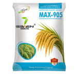 Seven Seeds MAX-905 Improved Paddy Seeds (High Yield) - Premium Quality Rice Seeds